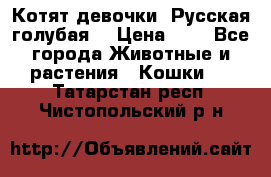 Котят девочки “Русская голубая“ › Цена ­ 0 - Все города Животные и растения » Кошки   . Татарстан респ.,Чистопольский р-н
